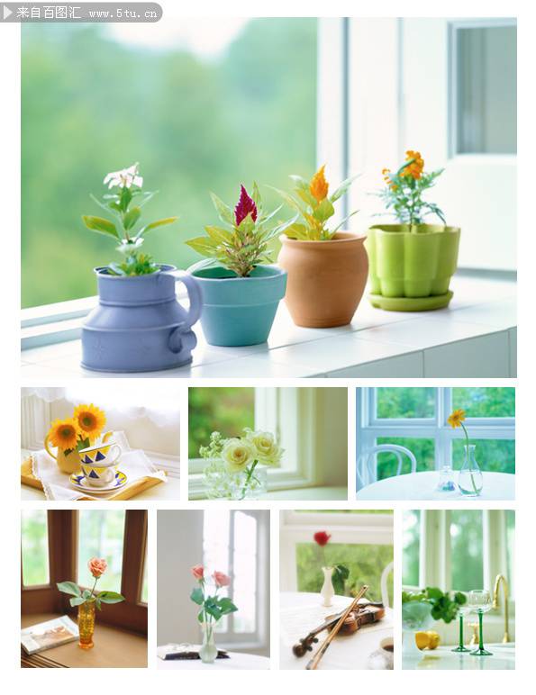 唯美的室内小盆景图片赏析