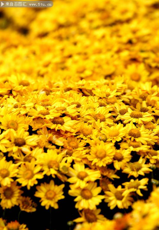 散落满地的金色菊花背景图