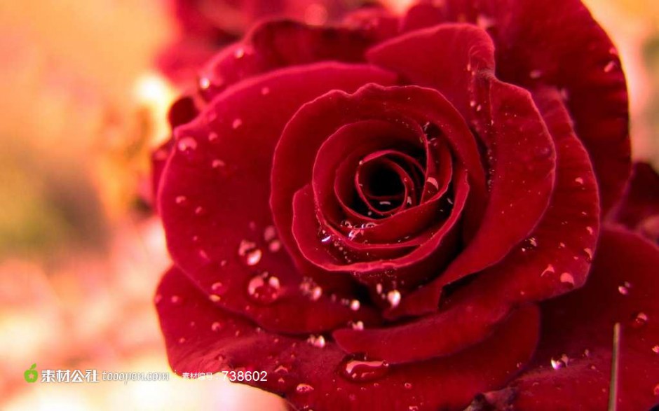 雨后的红玫瑰图片特写