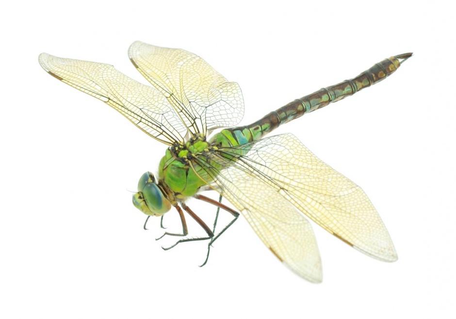 蜻蜓昆虫高清摄影图片