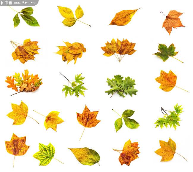 秋天黄色树叶标本素材图片