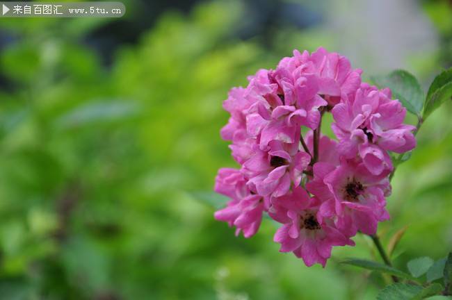 春天绽放的紫色野花图片