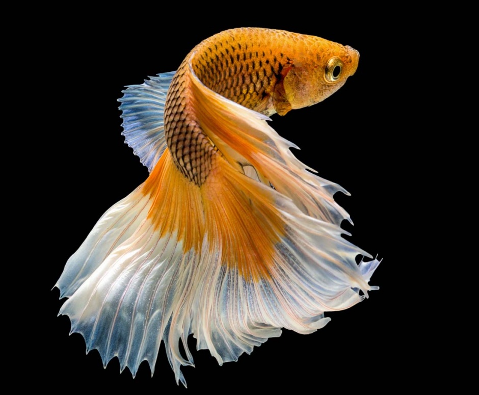美丽的彩色金鱼图片素材