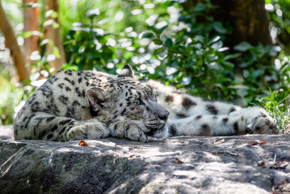 国家保护动物白虎图片