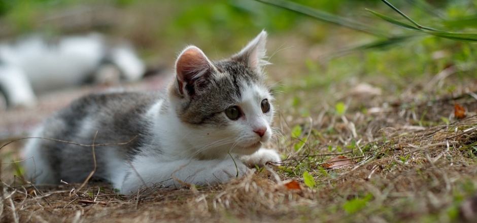 草地上的超可爱小猫图片