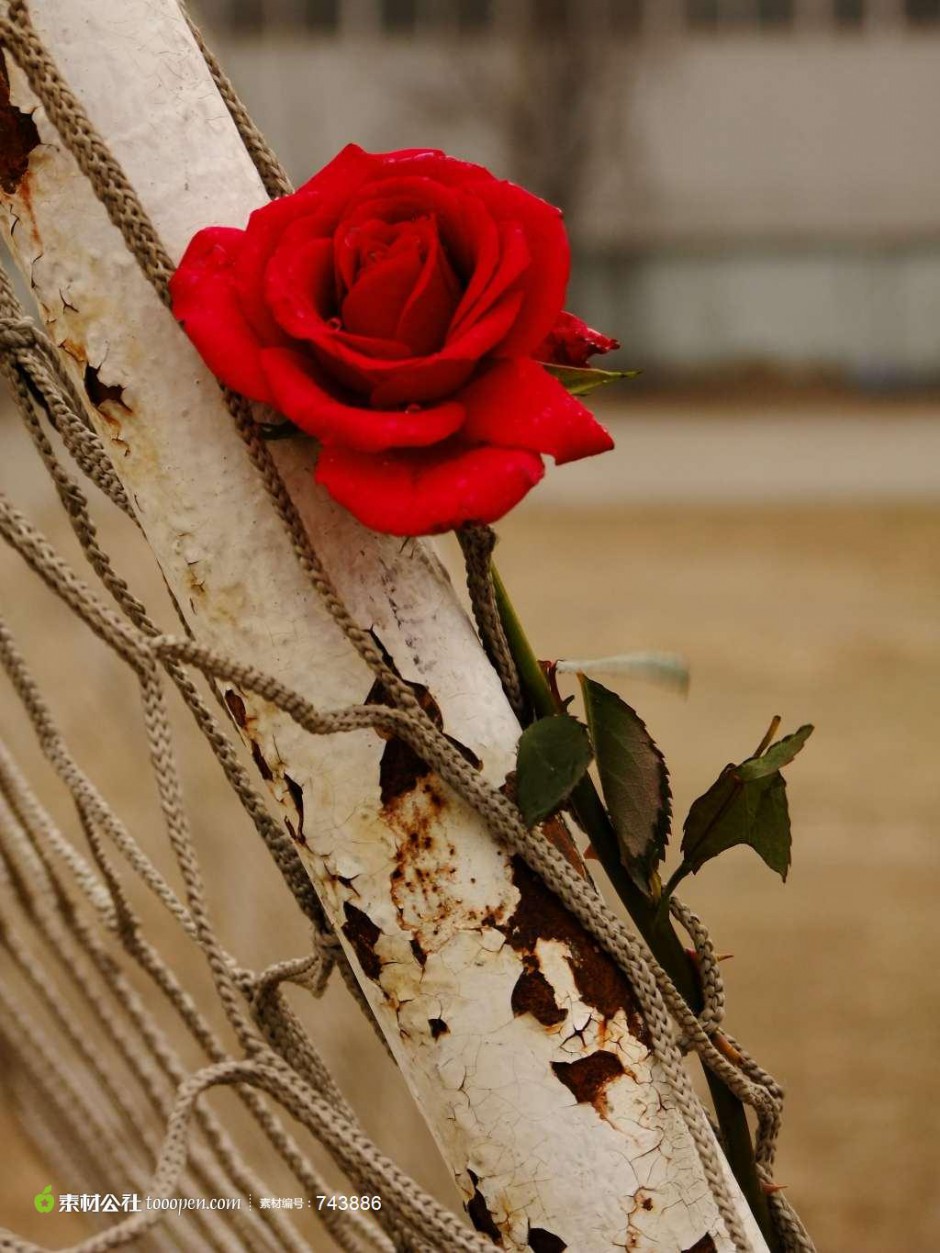 性感浪漫的红玫瑰花图片