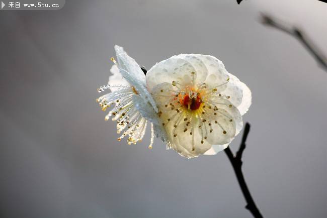 冬天绽放的白色梅花图片