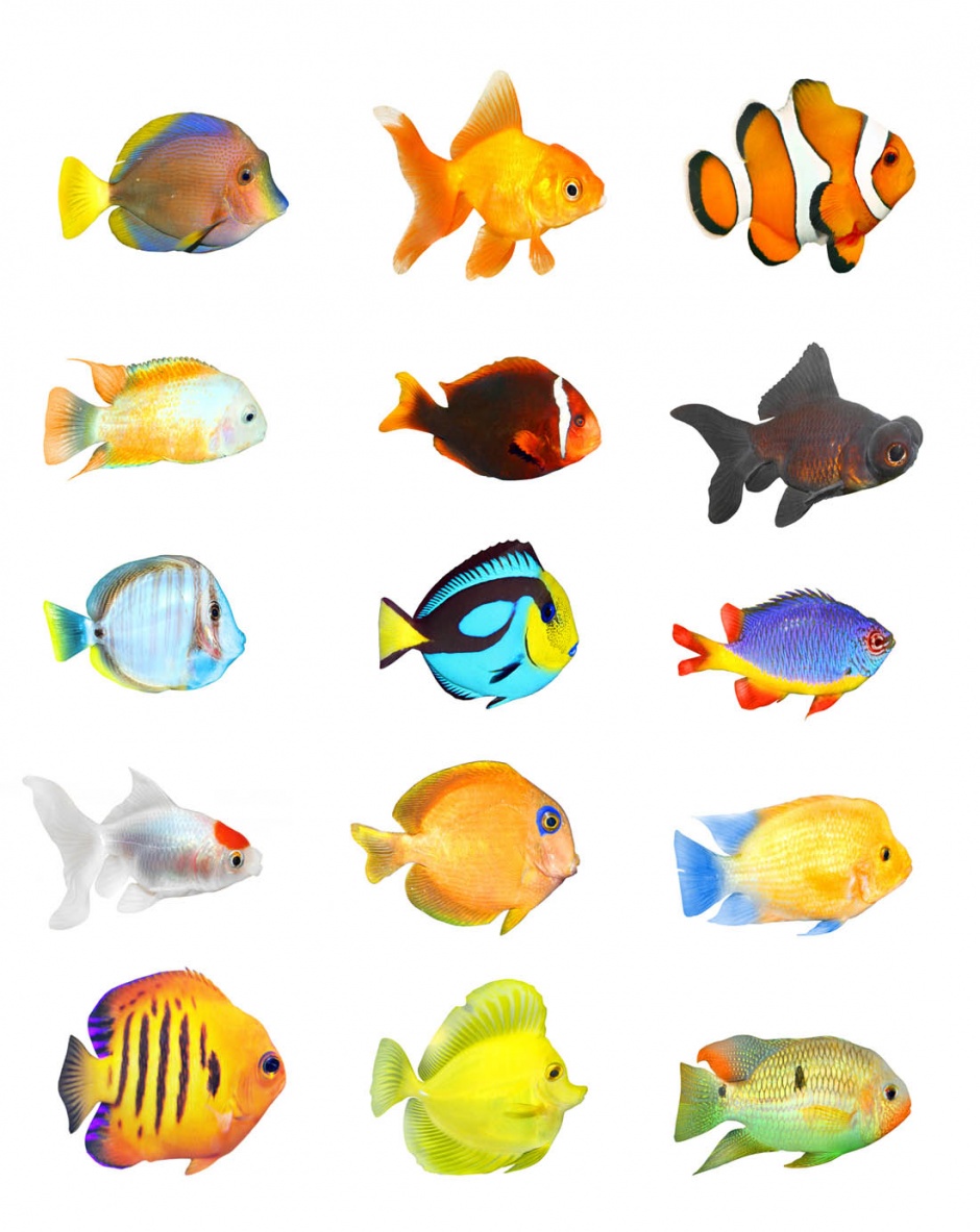 各种各样的鱼图片素材