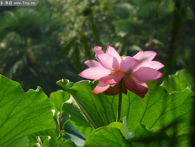 夏日池塘里的莲花高清图片