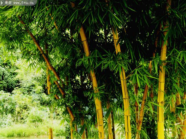 夏天的竹子摄影图片
