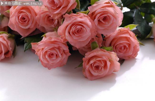 唯美粉红玫瑰花图片素材