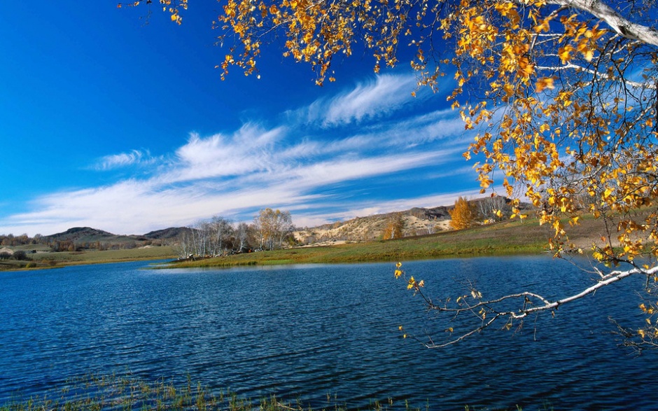 美丽的金色秋天树林风景图片