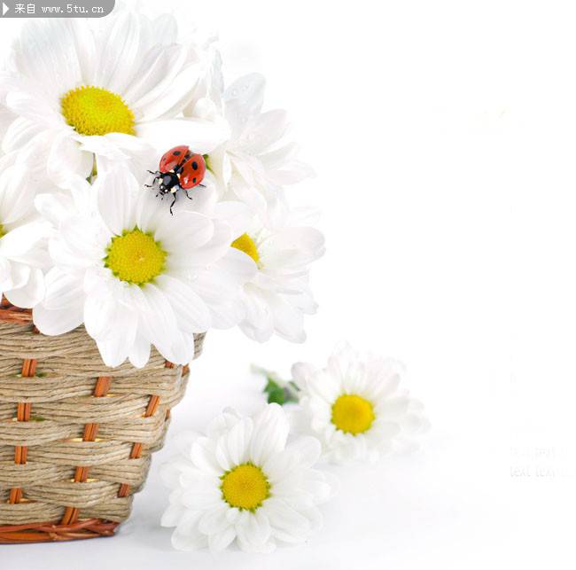 竹篮里的纯净白色菊花图片