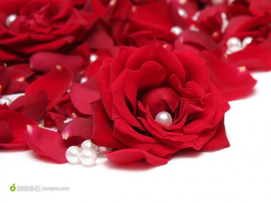 珍珠与玫瑰艺术图片赏析