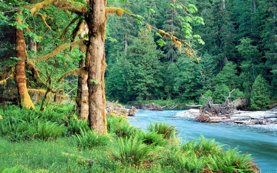 山涧小溪河流树木风景图片