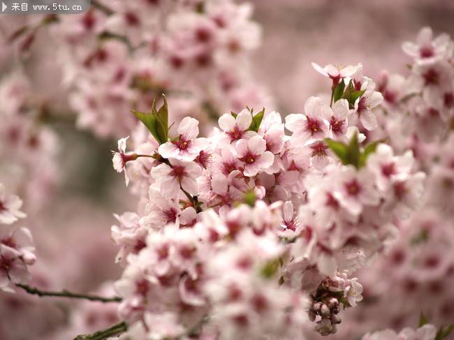 唯美的粉色樱花图片