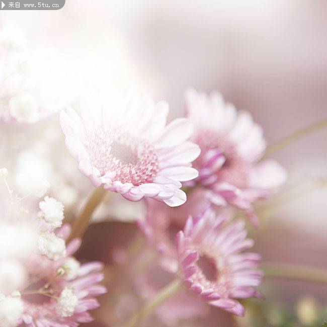 淡雅植物花卉背景图片素材
