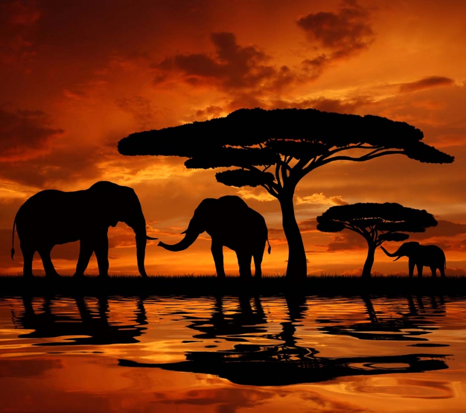 非洲大草原的动物剪影图片