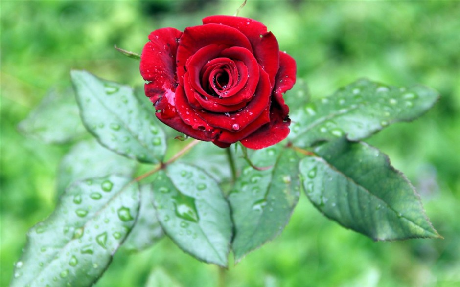 盛开的雨后鲜红玫瑰花图片