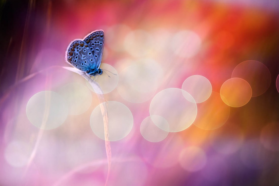 超清的蝴蝶与花朵唯美图片