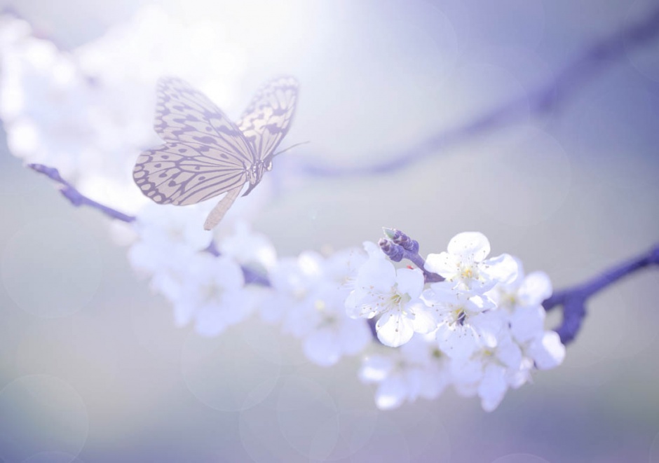 超清的蝴蝶与花朵唯美图片