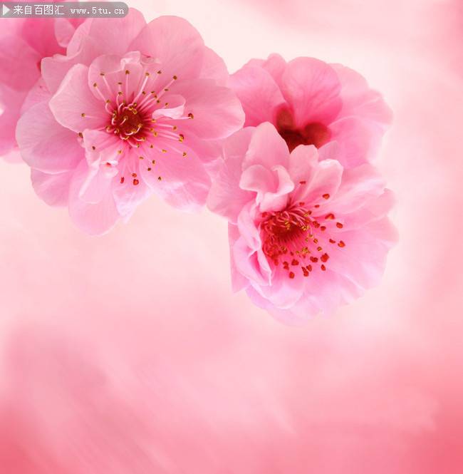 娇俏的粉红桃花背景图片