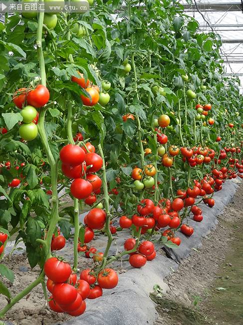 种植园里的西红柿高清图片