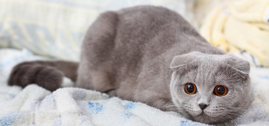 可爱的纯灰色折耳猫图片