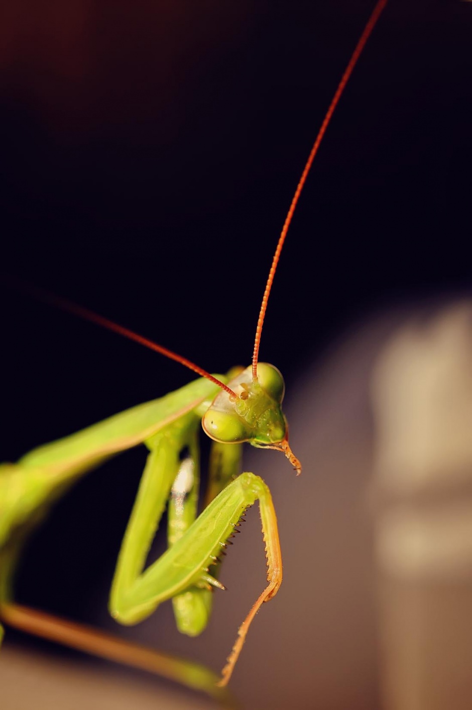 螳螂昆虫高清特写图片