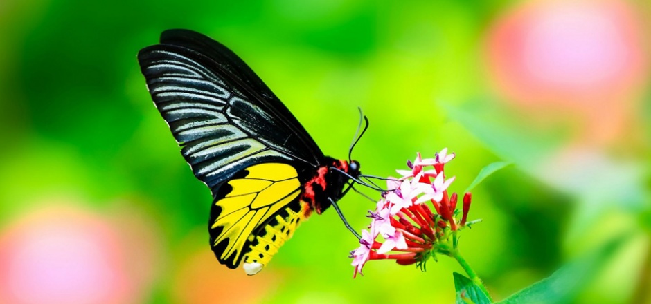蝴蝶采蜜的高清摄影图片