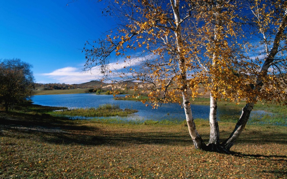 美丽的金色秋天树林风景图片