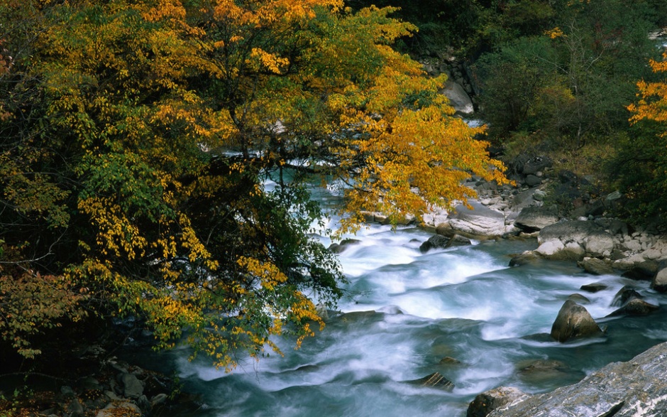 美丽的金色秋天树林风景图片