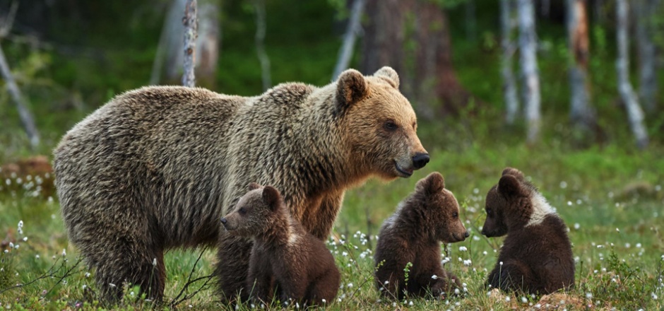 草地玩耍的可爱棕熊动物壁纸图片