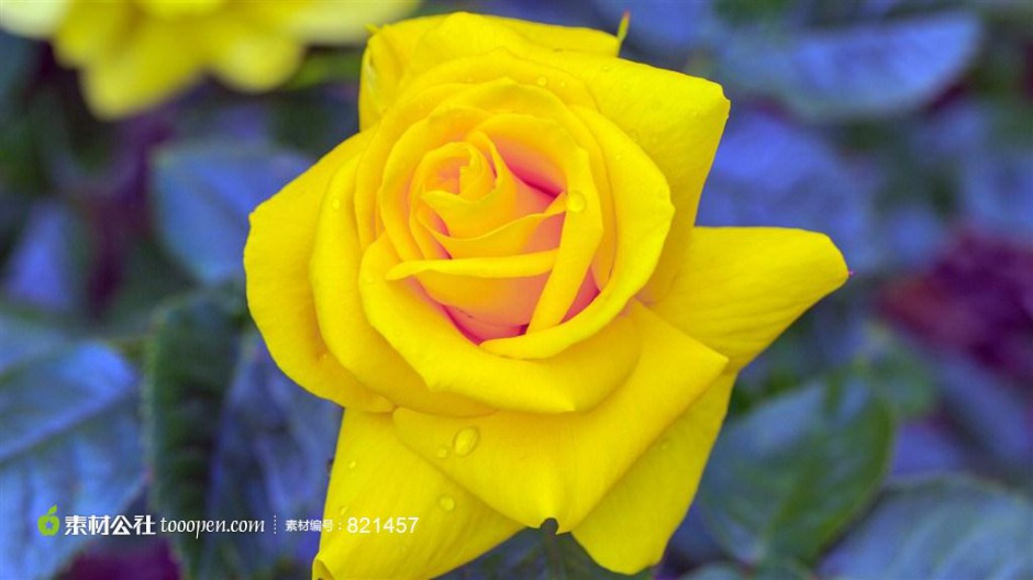 美丽动人的黄玫瑰高清壁纸
