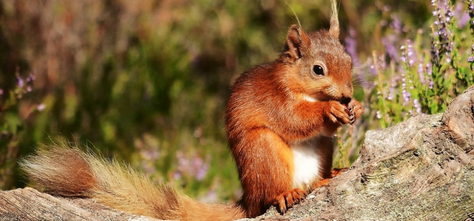 可爱的小松鼠吃东西图片