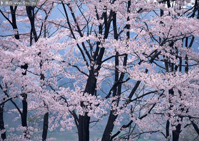 美丽的樱花摄影图片欣赏