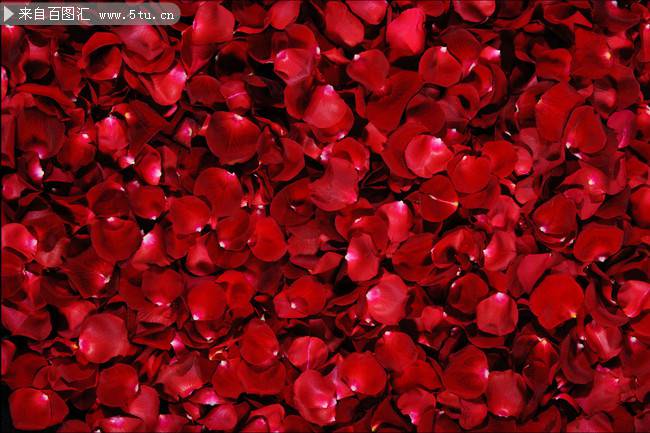 红色的玫瑰花瓣图片素材