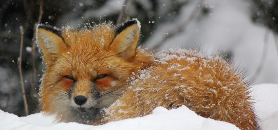 雪地里可爱的狐狸图片