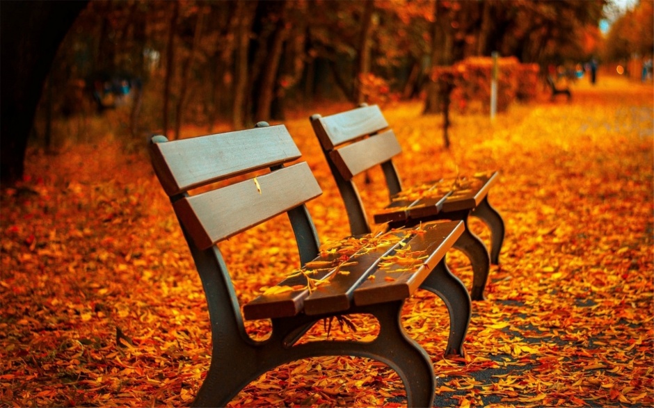 秋天的树叶风景桌面壁纸