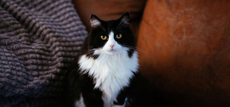 萌萌的黑白色猫咪图片