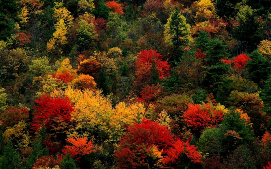秋天最美的枫叶风景图片