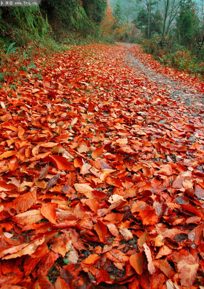秋天的落叶超清实拍图片