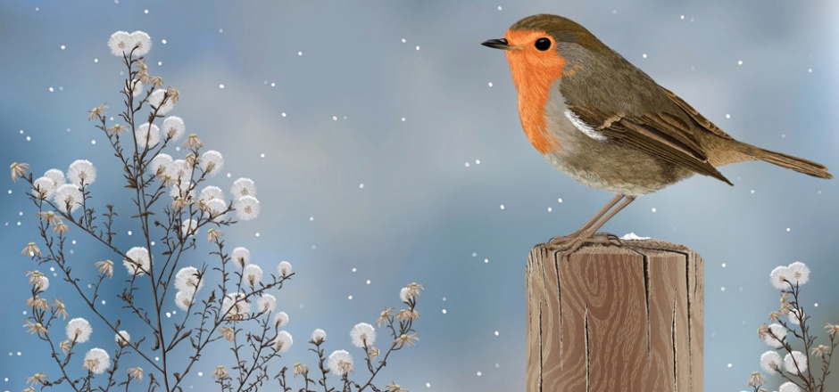 寒冬常见的鸟类高清图片
