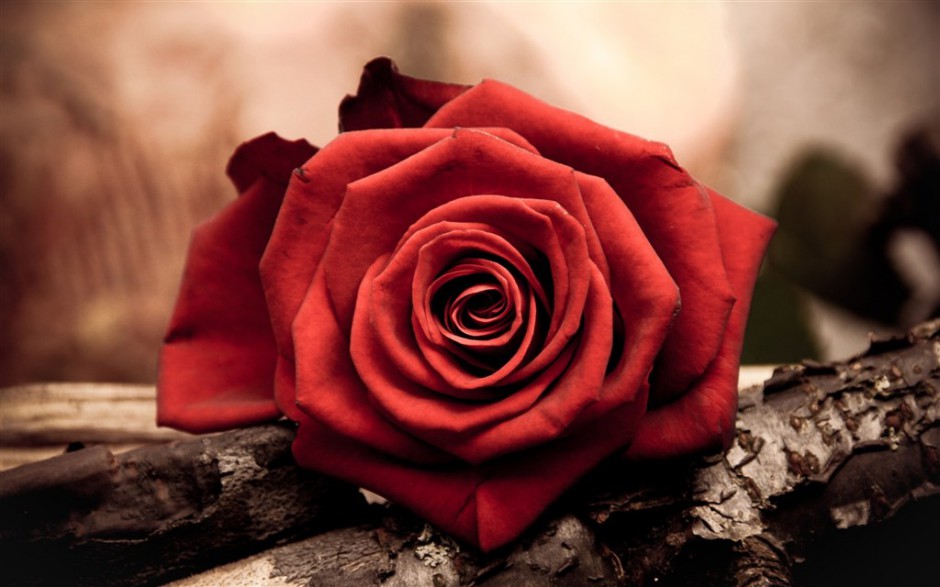朽木上的红玫瑰高清图片素材