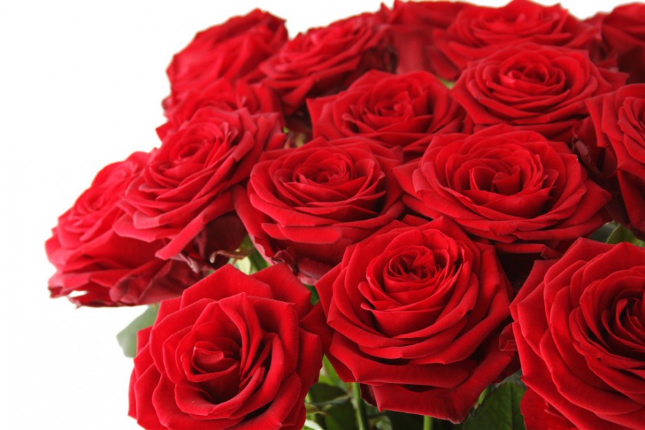 情人节红玫瑰花图片素材