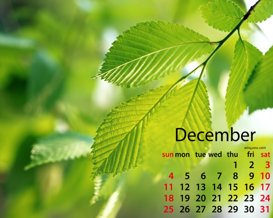 2016年12月日历绿色植物电脑壁纸