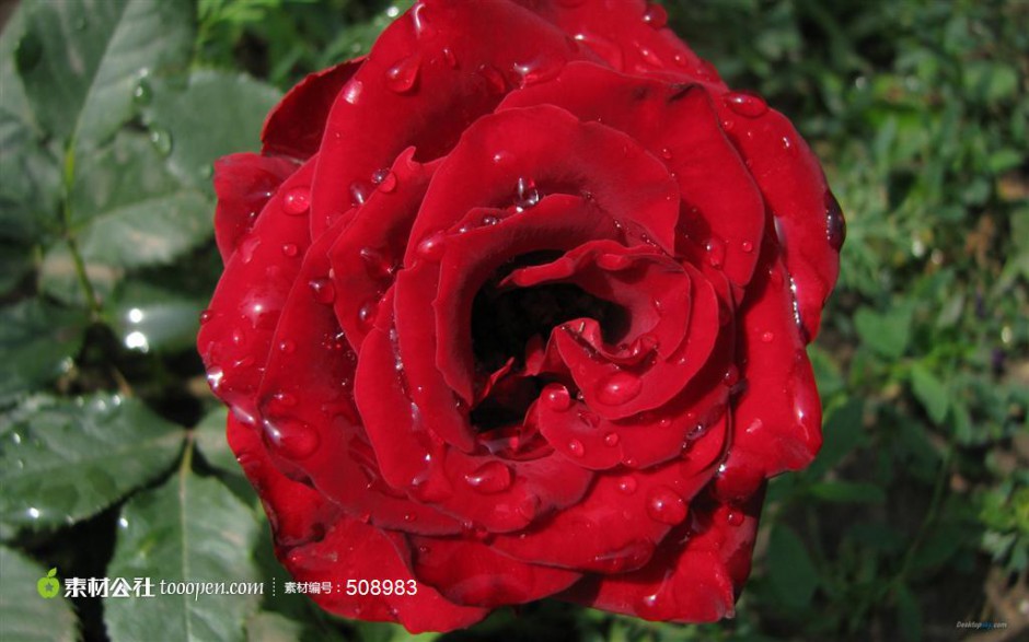 雨后的新鲜红玫瑰花图片素材