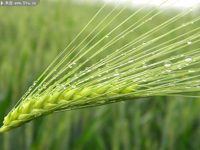 雨后的小麦高清图片
