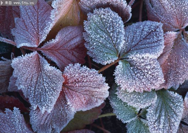 霜打的紫菜叶摄影图片
