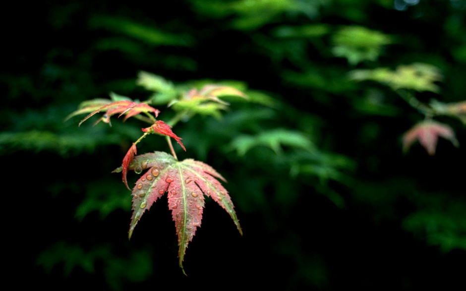 秋天最美的枫叶风景图片